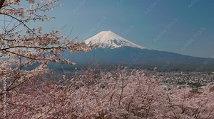 View of Mt. Fuji with cherry blossom (sakura ) in spring from Fujiyoshida, Japan
