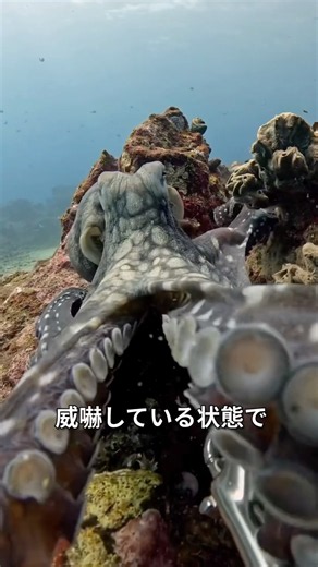 タコの変身能力の意外な使い方