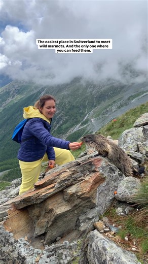 Pack carrots or peanuts in hard shells before you go. The marmots know exactly what to look for. 📍Spielboden, Saas Fee, Swiss Alps Feeding wild marmots is officially allowed at Spielboden, but there is one thing to know. By afternoon they are often full and far less interested. Come in the morning for the best chance of a close encounter. How to get there: → Take the Spielboden cable car from Saas-Fee — 8 minutes to the top → Free with the SaastalCard from your overnight stay in the Saas Valley