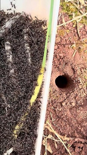 So cool - Venomous ants skills VS Smart centipede skills