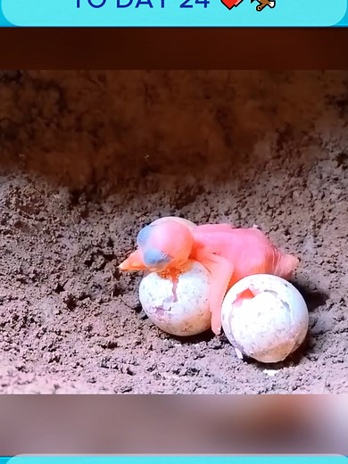 カワセミの最高の瞬間：1日目から24日目の成長