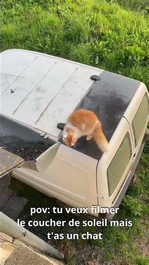 Le soleil derrière, la star devant 🐱