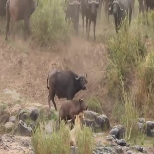 360K views · 528 shares | Vida Animal on Reels | Facebook