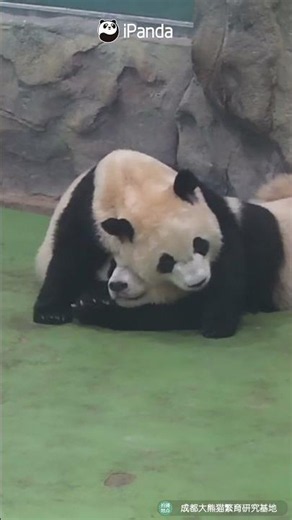 You've Been Panda-Blocked | iPanda #shorts
