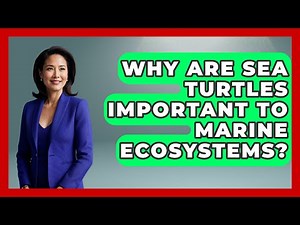 Why Are Sea Turtles Important to Marine Ecosystems? | The Marine Life Explorer