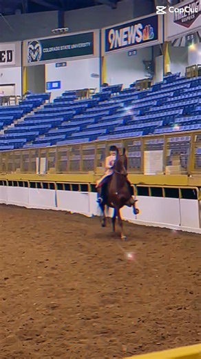 HANDSOM HORSE#horse #equestrianjourney #equestrian #saddleseat #saddlebred