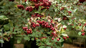 Cockspur hawthorn red berries close up. Crataegus crus-galli tree in autumn