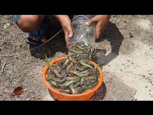 Amazing Bottle Fish Trap || Prawn Fish Catching Techniques || Best Fishing Videos