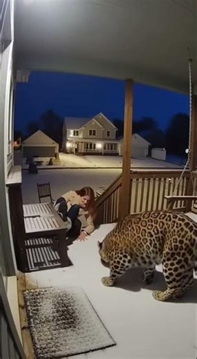 Suburban legend, lady falls and discovers the leopard is actually a clingy sweetheart