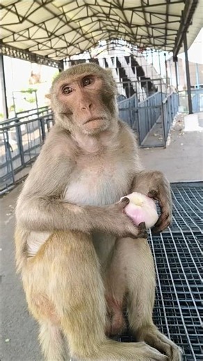 Monkey grabs onion 🧅