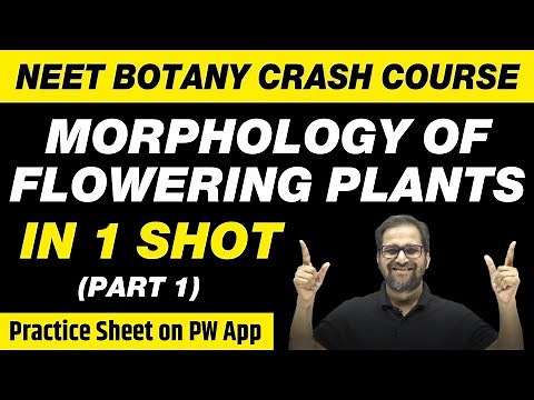 MORPHOLOGY OF FLOWERING PLANTS in One Shot (Part 1) - All Concepts, Tricks & PYQs | Class 11 | NEET