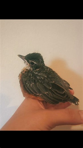 Rehabbing a Baby Robin