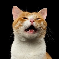 Pourquoi mon chat miaule la nuit et comment l'en empêcher ?