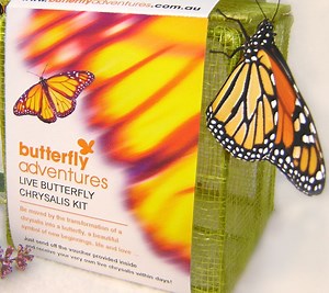 Chrysalis Kit – Butterfly Adventures
