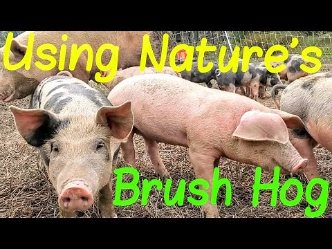 Using Pigs To Clear land | Nature's Bush Hog