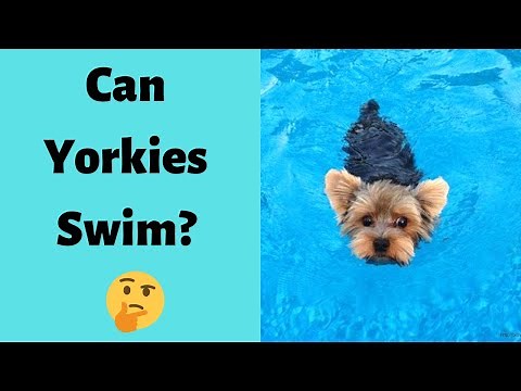 Can Yorkies Swim? How to Teach your Yorkie to Swim?