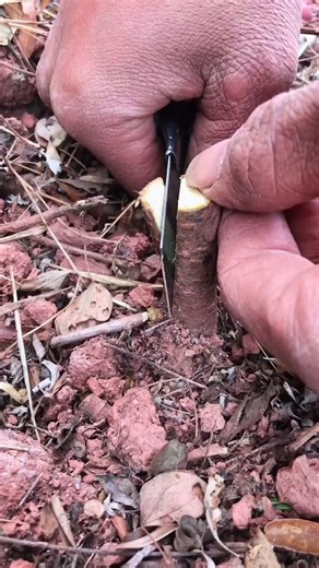 103K views · 639 reactions | How to Graft Fruit Trees the Easy Way | Unique Tree Grafting Techniques | Cool Advantage | Facebook