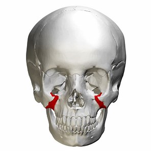 Zygomatic process of maxilla - Alchetron, the free social encyclopedia
