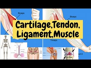 CARTILAGE TENDON LIGAMENT MUSCLE