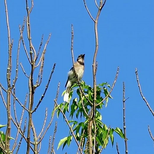 Loud Blue Jay Alarm Call - Bird Sounds and Calls - #shorts