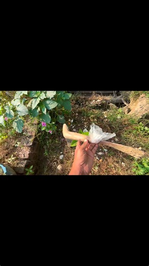 6K views · 70 reactions | How to Transplant a Small Tree | The Easy Way to Remove and Replant Your Tree  | Trees Plants Info | Facebook