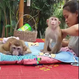 1.9M views · 46K reactions | Sweet boy Koko and Yoko drinking milk - smart monkey Koko and Yoko. | Monkey Koko | Facebook