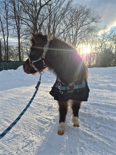 This is where the collection began 🥹 My first mini. My best friend. #MiniHorseLove #FarmTok #MiniLife