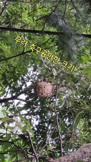 늦여름 초가을 말벌을 주의해야하는 시기 말벌의 위험성 말벌집