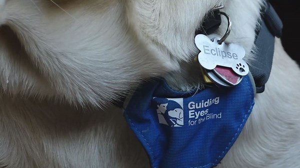 'It's just amazing': Mainers help prepare pups for their lives as guide dogs