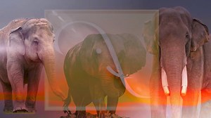 6.5K views · 582 reactions | Egrets and Elephants enjoying time together at the mud puddle. | Elephant Aid International | Facebook