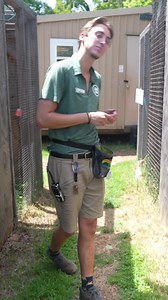 3.8K views · 157 reactions | Take a behind-the-scenes walk with Animal Interpreter Graceson Lawrence in the newest edition of Memphis Zoo’s 11 Questions, filmed in the style of Vogue 74 Qs videos! #nationalzookeeperweek #behindthescenes #love #animals #interpretation #education #memphiszoo | Memphis Zoo | Facebook