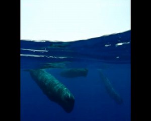It's no easy feat attaching a camera to a moving whale. 🐋 #BluePlanet2 | BBC Earth