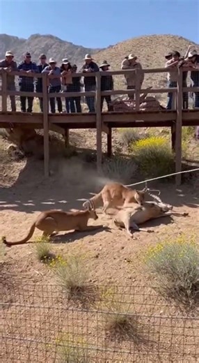 Cheetah vs Goat: A Battle of Speed & Instinct! 🐆🐐 #Wildlife #Nature #Cheetah