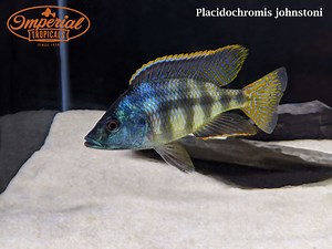 Placidochromis johnstoni - shop Imperial Tropicals