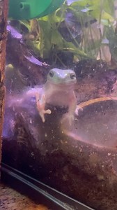 3.1K views · 78 reactions | Dumpy frogs are so crazy #frogs #dumpyfrog #frog #crazy #funnyvideos | Tango Thedwarf Caiman | Facebook