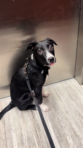 Reduced fees to adopt . Meet Sammy — our handsome, almost 4-month-old Border Collie who is as smart as he is sweet. 🐾 This boy is the total package. Sammy is wonderful with dogs, cats, and kids, making him an easy fit for so many families. He’s already potty trained and working hard on learning his commands — because of course he is… he’s a Border Collie! Sammy is playful, affectionate, and incredibly eager to please. He would thrive with a family ready to continue his training and give him the