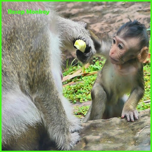 Terrified and shock seeing baby monkey wanna hungry but mommy so careless with her! | RESEP Monkey