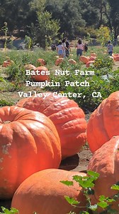 1.9K views · 142 reactions | Come celebrate with us at Bates Nut Farm, where for over 60 years, families and friends have embraced the joy of fall traditions! Experience life in the country with our homegrown pumpkins, friendly farm animals, and a charming country store. We can’t wait for you to explore our pumpkin patch and make memories this season! Our patch is open now until October 31st, we'll see you soon! | Bates Nut Farm | Facebook