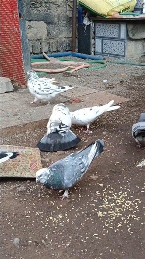 Aaj subh #funny #parrot #vlog #shorts #short #kabutar #youtube #public #publicreaction