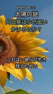 52. 🌻太陽を追いかける花？向日葵の”本当の秘密”！驚愕のメカニズム解明 #向日葵 #ひまわり #太陽 #植物 #科学 #ドキュメンタリー #自然 #秘密 #メカニズム #不思議