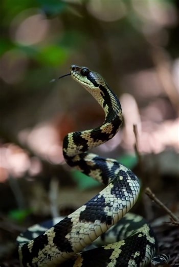Snake Strike in Slow Motion Venomous Attack in 4K Cinematic #Snake #WildlifeShorts #DangerousAnimals
