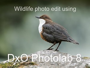 DxO Photolab 8 used for a wildlife photo edit