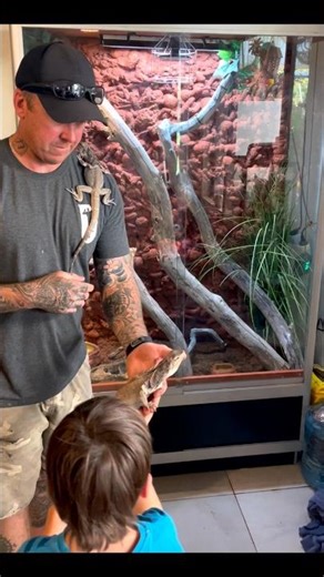 Introducing our pet Aus Frill neck lizards to their new enclosure we built for them #frillneck