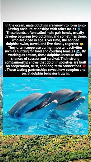 Male Dolphin Pair Bonds Explained | Social Behavior in Dolphins