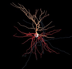 They’re alive! Allen Institute harvests data from bits of living human brain tissue