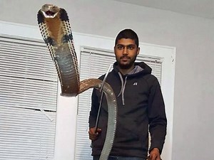 Orange County man bit by cobra had more than 20 snakes in home