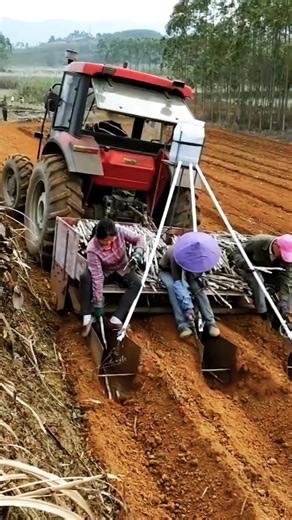 This is How to Plant Modern Sugarcane on Large Areas of Land