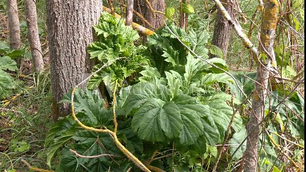 Giant Hogweed (Heracleum mantegazzianum) is a highly invasive and toxic plant whose sap causes severe skin burns when exposed to sunlight. Heracleum sosnowsky - a dangerous, invasive plant