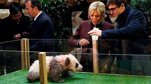 Who knew baby pandas could be so aggressive? | Telegraph News