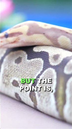 Why Ball Pythons Need Light...